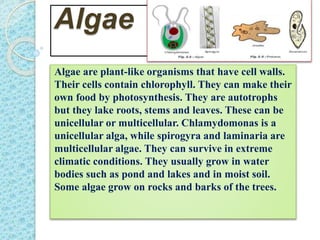 Algae
Algae are plant-like organisms that have cell walls.
Their cells contain chlorophyll. They can make their
own food by photosynthesis. They are autotrophs
but they lake roots, stems and leaves. These can be
unicellular or multicellular. Chlamydomonas is a
unicellular alga, while spirogyra and laminaria are
multicellular algae. They can survive in extreme
climatic conditions. They usually grow in water
bodies such as pond and lakes and in moist soil.
Some algae grow on rocks and barks of the trees.
 