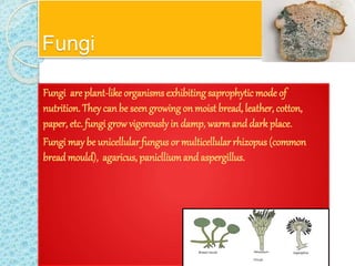 Fungi
Fungi are plant-like organisms exhibitingsaprophytic mode of
nutrition. They canbe seengrowing on moist bread, leather, cotton,
paper, etc. fungi growvigorously in damp, warmanddark place.
Fungi may be unicellular fungus or multicellular rhizopus (common
breadmould), agaricus, paniclliumand aspergillus.
 