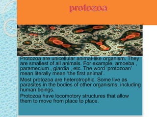 Protozoa are unicellular animal-like organism. They
are smallest of all animals. For example, amoeba ,
paramecium , giardia , etc. The word ‘protozoan’
mean literally mean ‘the first animal’.
Most protozoa are heterotrophic. Some live as
parasites in the bodies of other organisms, including
human beings.
Protozoa have locomotory structures that allow
them to move from place to place.
 