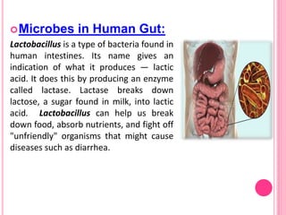 Microbes in Human Gut:
Lactobacillus is a type of bacteria found in
human intestines. Its name gives an
indication of what it produces — lactic
acid. It does this by producing an enzyme
called lactase. Lactase breaks down
lactose, a sugar found in milk, into lactic
acid. Lactobacillus can help us break
down food, absorb nutrients, and fight off
"unfriendly" organisms that might cause
diseases such as diarrhea.
 
