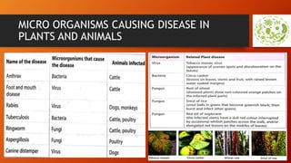 MICRO ORGANISMS CAUSING DISEASE IN
PLANTS AND ANIMALS
 