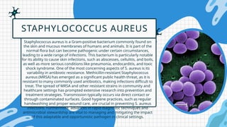 Staphylococcus aureus is a Gram-positive bacterium commonly found on
the skin and mucous membranes of humans and animals. It is part of the
normal flora but can become pathogenic under certain circumstances,
leading to a wide range of infections. This bacterium is particularly notable
for its ability to cause skin infections, such as abscesses, cellulitis, and boils,
as well as more serious conditions like pneumonia, endocarditis, and toxic
shock syndrome. One of the most concerning aspects of S. aureus is its
variability in antibiotic resistance. Methicillin-resistant Staphylococcus
aureus (MRSA) has emerged as a significant public health threat, as it is
resistant to many commonly used antibiotics, making infections difficult to
treat. The spread of MRSA and other resistant strains in community and
healthcare settings has prompted extensive research into prevention and
treatment strategies. Transmission typically occurs via direct contact or
through contaminated surfaces. Good hygiene practices, such as regular
handwashing and proper wound care, are crucial in preventing S. aureus
infections. Furthermore, advances in rapid diagnostic techniques and
antimicrobial stewardship are vital to managing and mitigating the impact
of this adaptable and opportunistic pathogen in clinical settings.
STAPHYLOCOCCUS AUREUS
 
