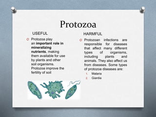 Protozoa
O Protozoa play
an important role in
mineralizing
nutrients, making
them available for use
by plants and other
soil organisms.
Protozoa improve the
fertility of soil
USEFUL HARMFUL
O Protozoan infections are
responsible for diseases
that affect many different
types of organisms,
including plants and
animals. They also affect us
from diseases. Some types
of protozoa diseases are:
1. Malaria
2. Giardia
 