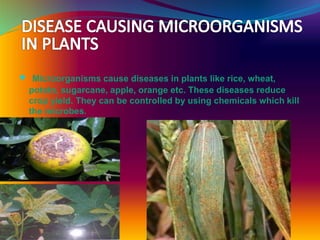  Microorganisms cause diseases in plants like rice, wheat,
potato, sugarcane, apple, orange etc. These diseases reduce
crop yield. They can be controlled by using chemicals which kill
the microbes.
 