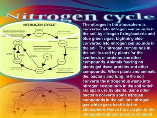 The nitrogen in the atmosphere is
converted into nitrogen compounds in
the soil by nitrogen fixing bacteria and
blue green algae. Lightning also
converted into nitrogen compounds in
the soil. The nitrogen compounds in
the soil is used by plants for the
synthesis of proteins and other
compounds. Animals feeding on
plants get these proteins and other
compounds. When plants and animals
die, bacteria and fungi in the soil
converts the nitrogenous waste into
nitrogen compounds in the soil which
are again use by plants. Some other
bacteria converts some nitrogen
compounds in the soil into nitrogen
gas which goes back into the
atmosphere. Hence the nitrogen in the
atmosphere almost remains constant.
 