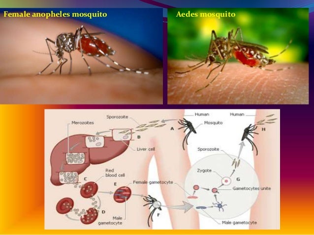 Microorganisms:freinds and foe