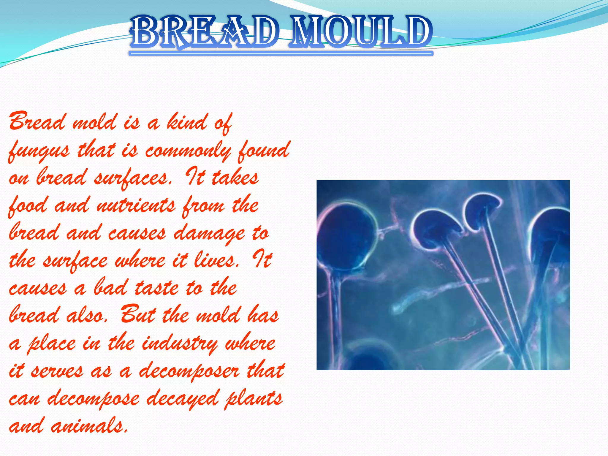 Bread mold is a kind of
fungus that is commonly found
on bread surfaces. It takes
food and nutrients from the
bread and causes damage to
the surface where it lives. It
causes a bad taste to the
bread also. But the mold has
a place in the industry where
it serves as a decomposer that
can decompose decayed plants
and animals.
 