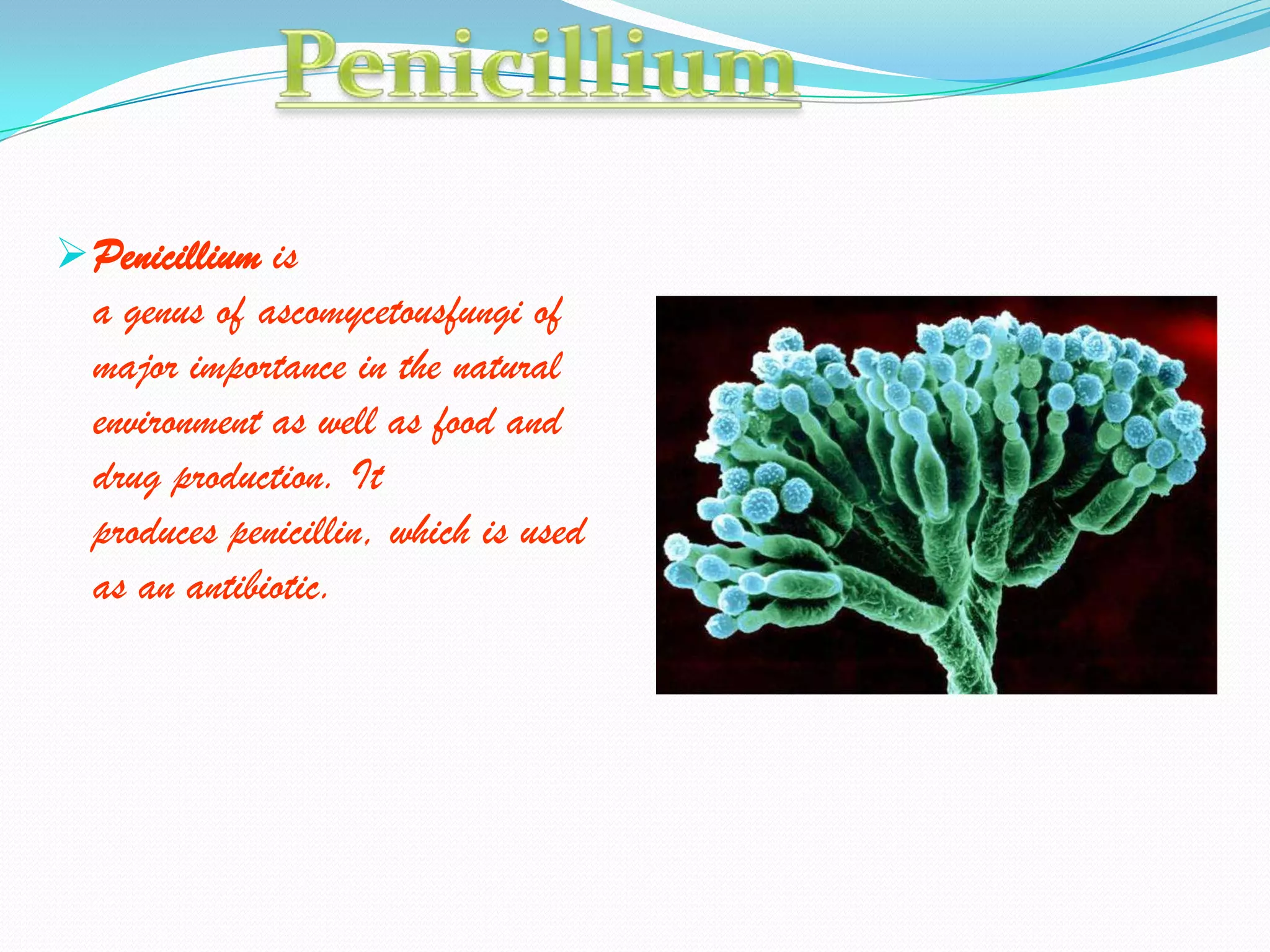  Penicillium is
  a genus of ascomycetousfungi of
  major importance in the natural
  environment as well as food and
  drug production. It
  produces penicillin, which is used
  as an antibiotic.
 