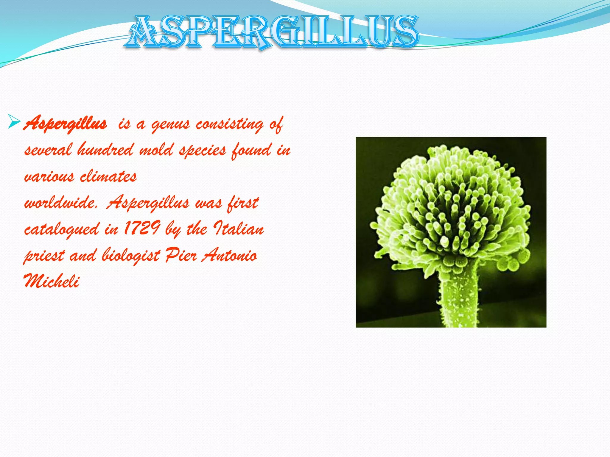  Aspergillus is a genus consisting of
  several hundred mold species found in
  various climates
  worldwide. Aspergillus was first
  catalogued in 1729 by the Italian
  priest and biologist Pier Antonio
  Micheli
 