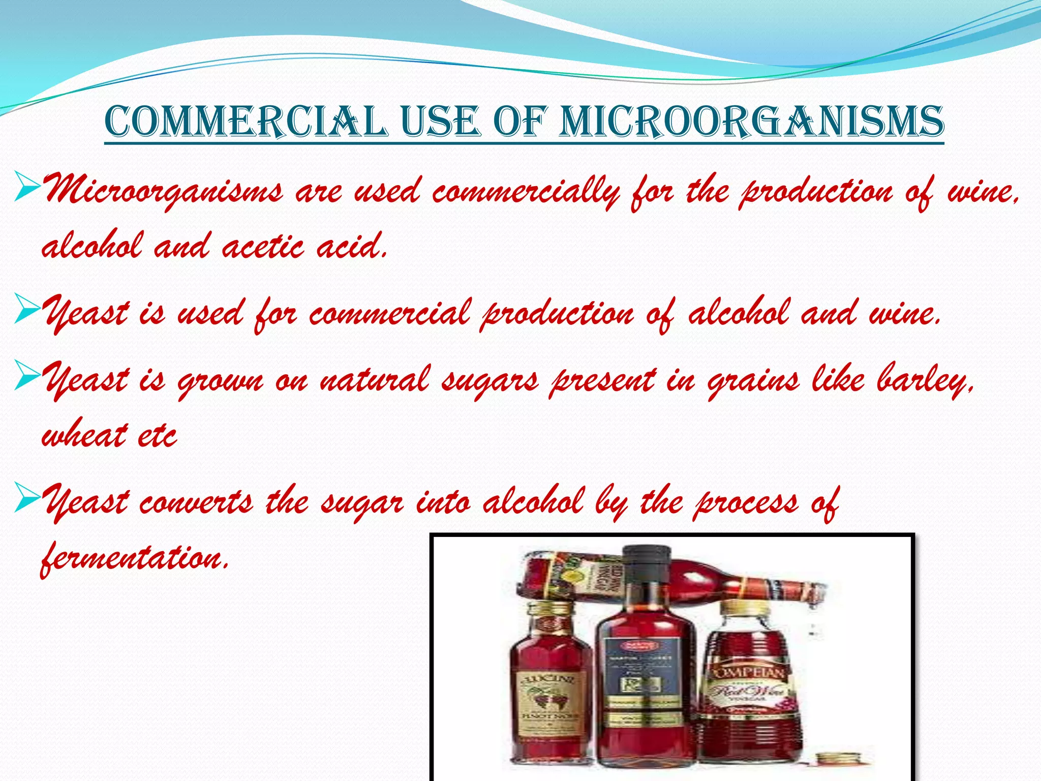 Commercial use of microorganisms
Microorganisms are used commercially for the production of wine,
 alcohol and acetic acid.
Yeast is used for commercial production of alcohol and wine.
Yeast is grown on natural sugars present in grains like barley,
 wheat etc
Yeast converts the sugar into alcohol by the process of
 fermentation.
 