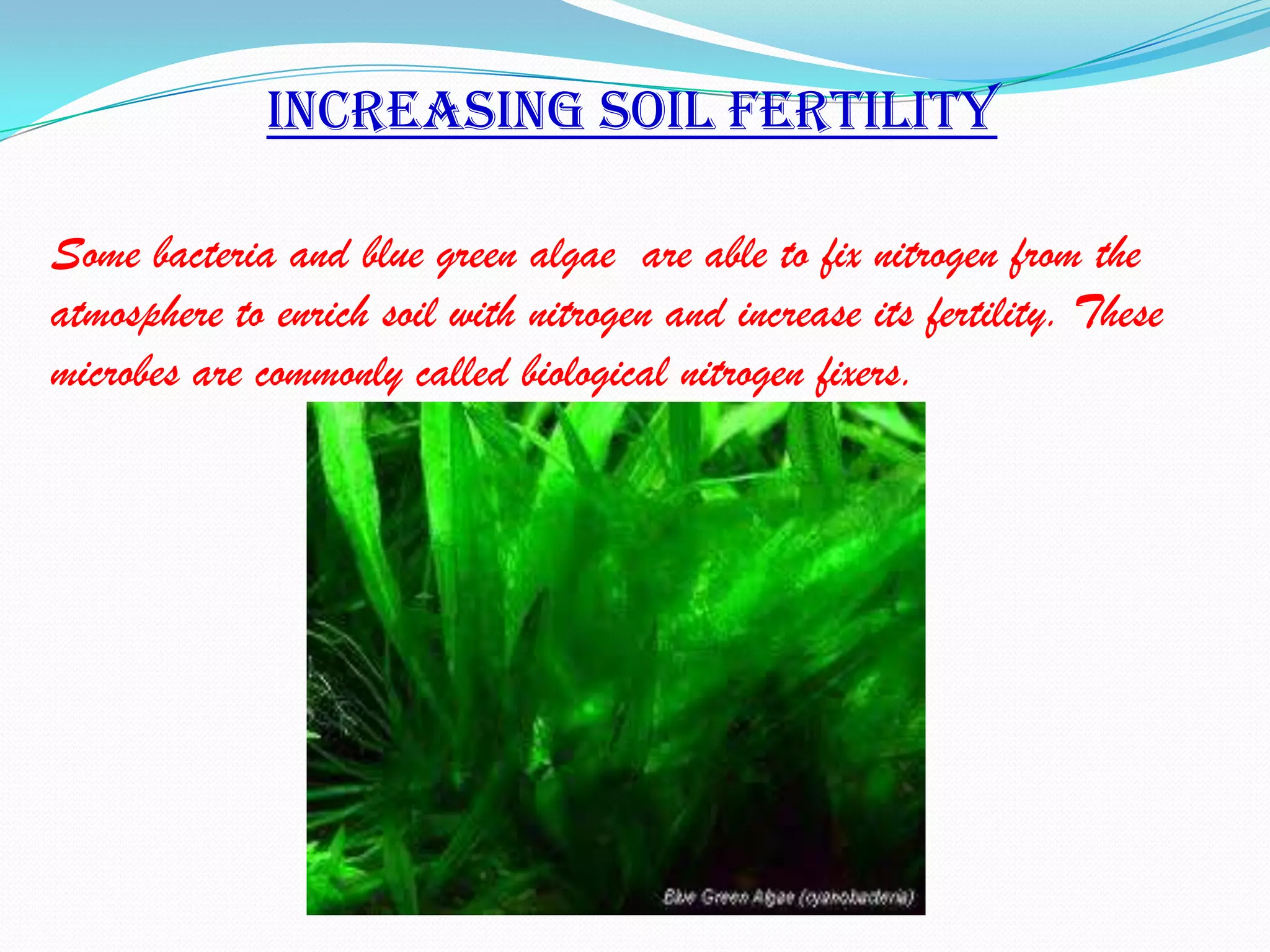Increasing soil fertility

Some bacteria and blue green algae are able to fix nitrogen from the
atmosphere to enrich soil with nitrogen and increase its fertility. These
microbes are commonly called biological nitrogen fixers.
 