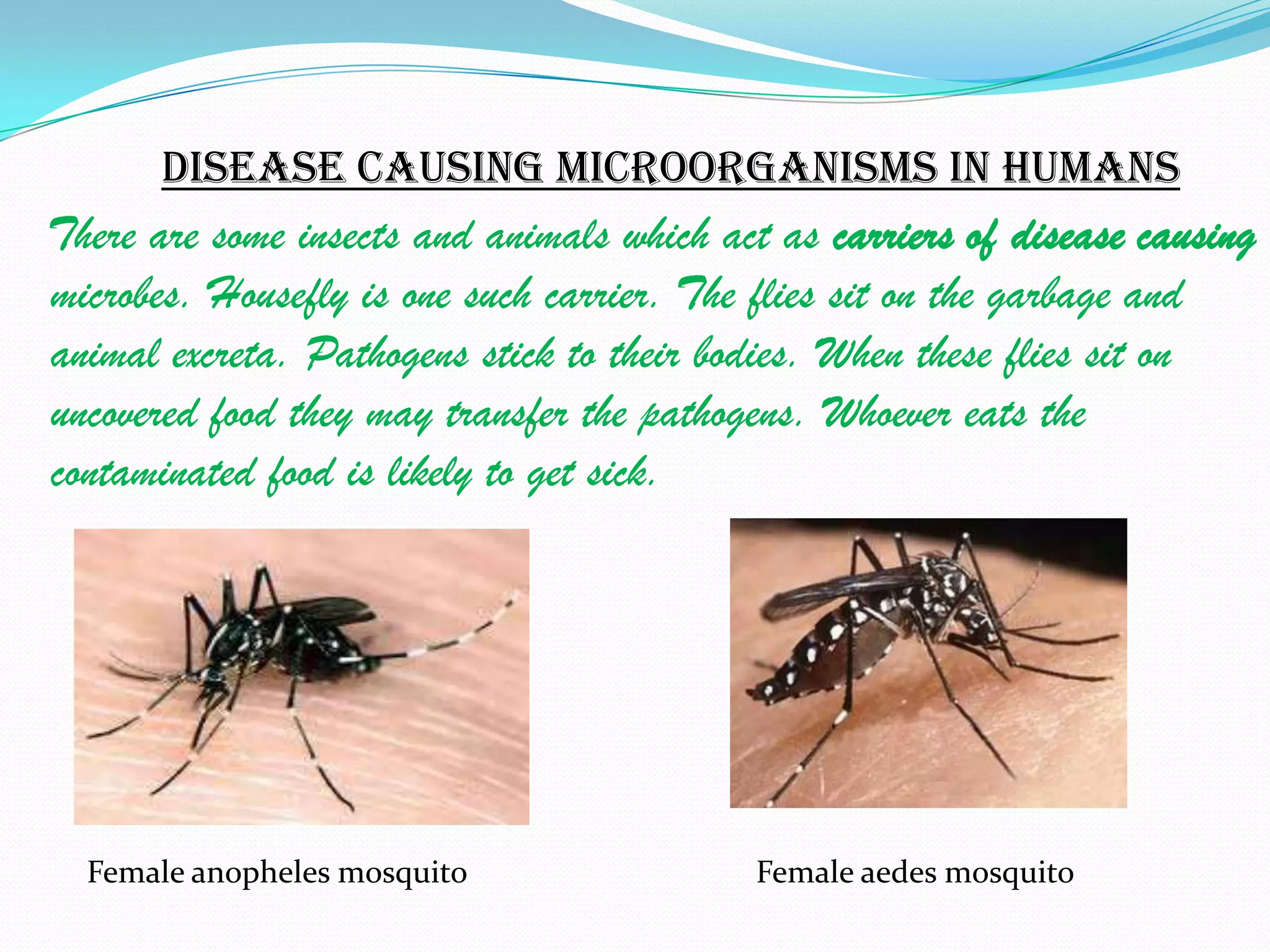 Disease causing microorganisms in humans
There are some insects and animals which act as carriers of disease causing
microbes. Housefly is one such carrier. The flies sit on the garbage and
animal excreta. Pathogens stick to their bodies. When these flies sit on
uncovered food they may transfer the pathogens. Whoever eats the
contaminated food is likely to get sick.




  Female anopheles mosquito                 Female aedes mosquito
 