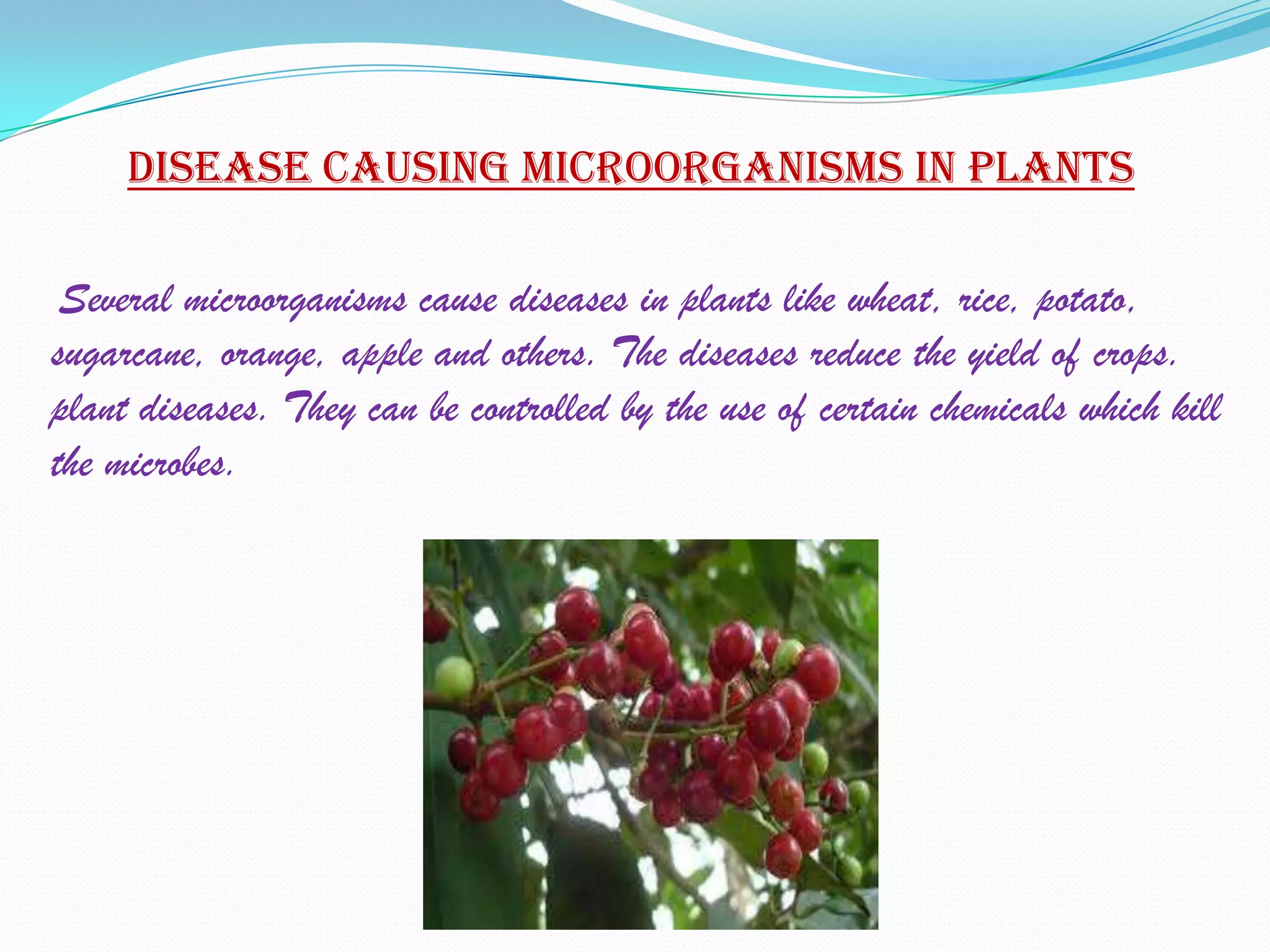 Disease causing microorganisms in plants

 Several microorganisms cause diseases in plants like wheat, rice, potato,
sugarcane, orange, apple and others. The diseases reduce the yield of crops.
plant diseases. They can be controlled by the use of certain chemicals which kill
the microbes.
 