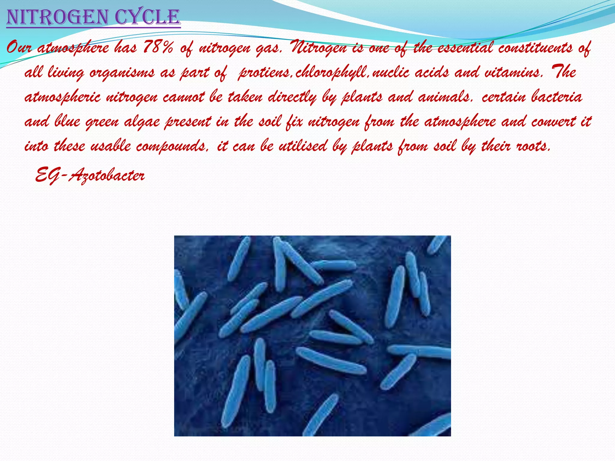 Nitrogen cycle
Our atmosphere has 78% of nitrogen gas. Nitrogen is one of the essential constituents of
  all living organisms as part of protiens,chlorophyll,nuclic acids and vitamins. The
  atmospheric nitrogen cannot be taken directly by plants and animals. certain bacteria
  and blue green algae present in the soil fix nitrogen from the atmosphere and convert it
  into these usable compounds, it can be utilised by plants from soil by their roots.
    EG-Azotobacter
 