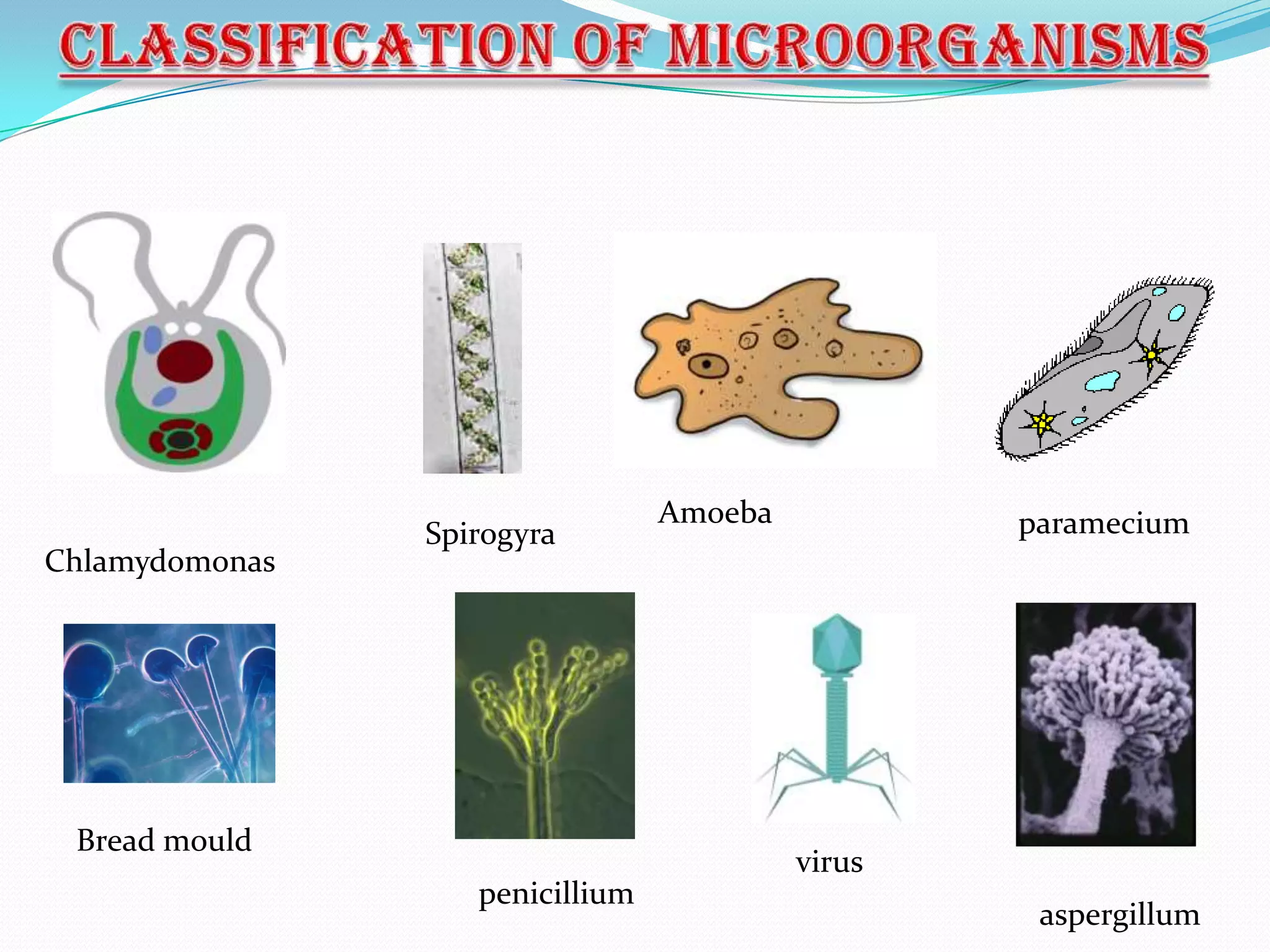 Amoeba           paramecium
                Spirogyra
Chlamydomonas




 Bread mould
                                          virus
                   penicillium
                                                   aspergillum
 