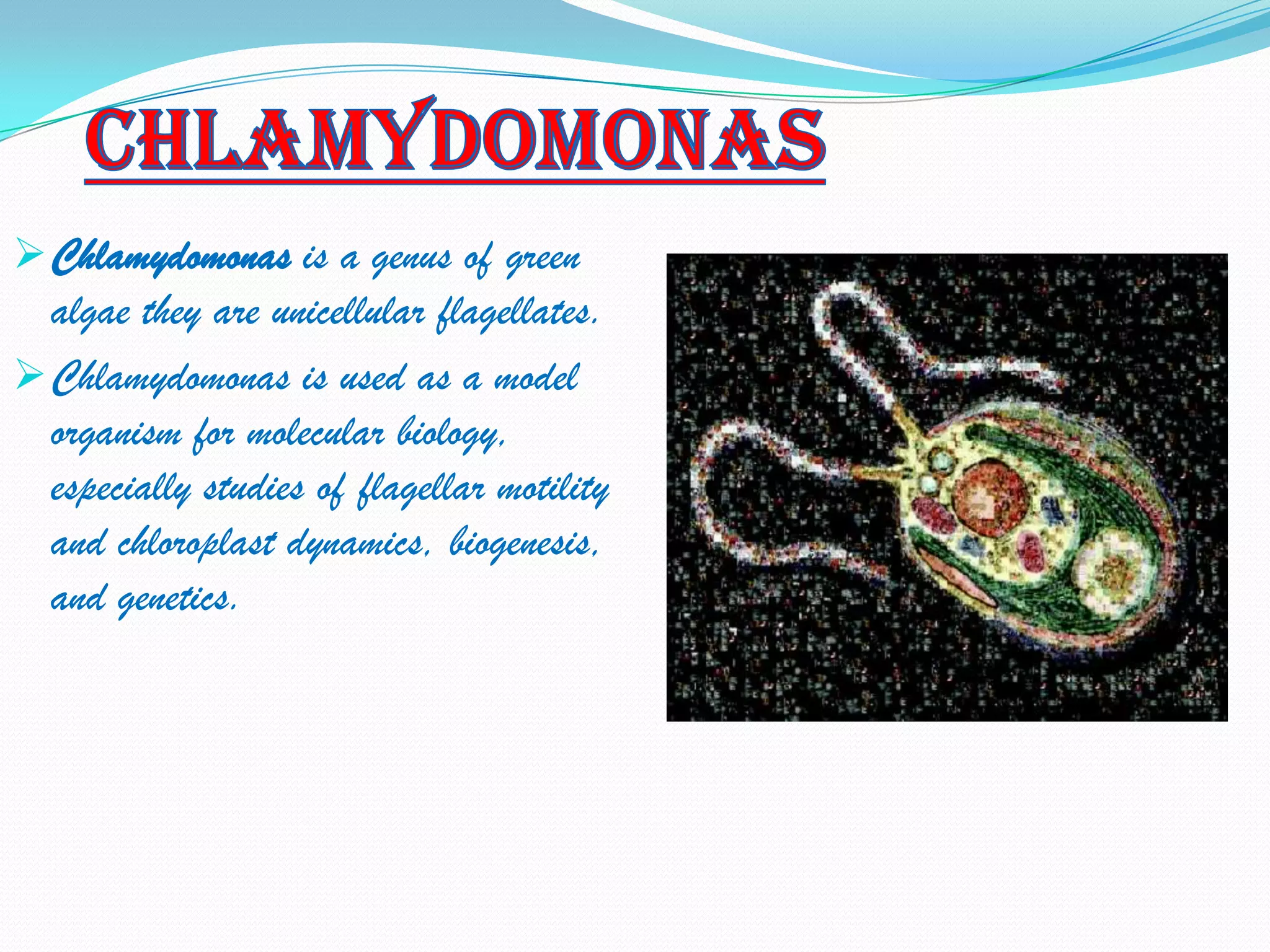  Chlamydomonas is a genus of green
  algae they are unicellular flagellates.
 Chlamydomonas is used as a model
  organism for molecular biology,
  especially studies of flagellar motility
  and chloroplast dynamics, biogenesis,
  and genetics.
 