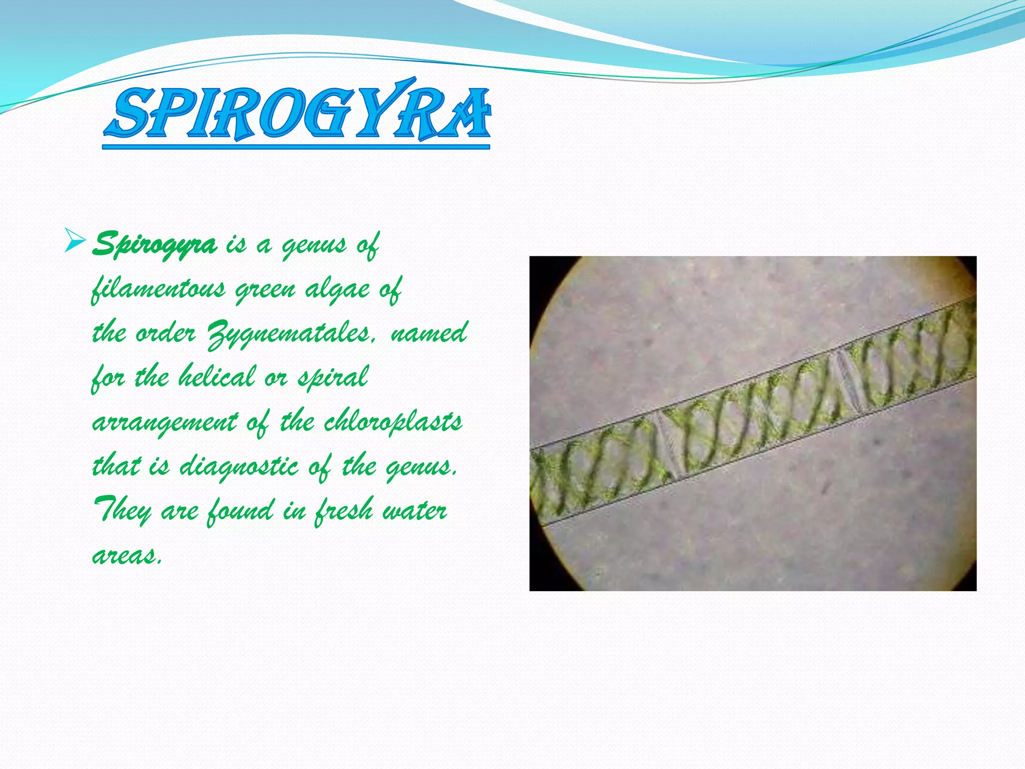  Spirogyra is a genus of
  filamentous green algae of
  the order Zygnematales, named
  for the helical or spiral
  arrangement of the chloroplasts
  that is diagnostic of the genus.
  They are found in fresh water
  areas.
 