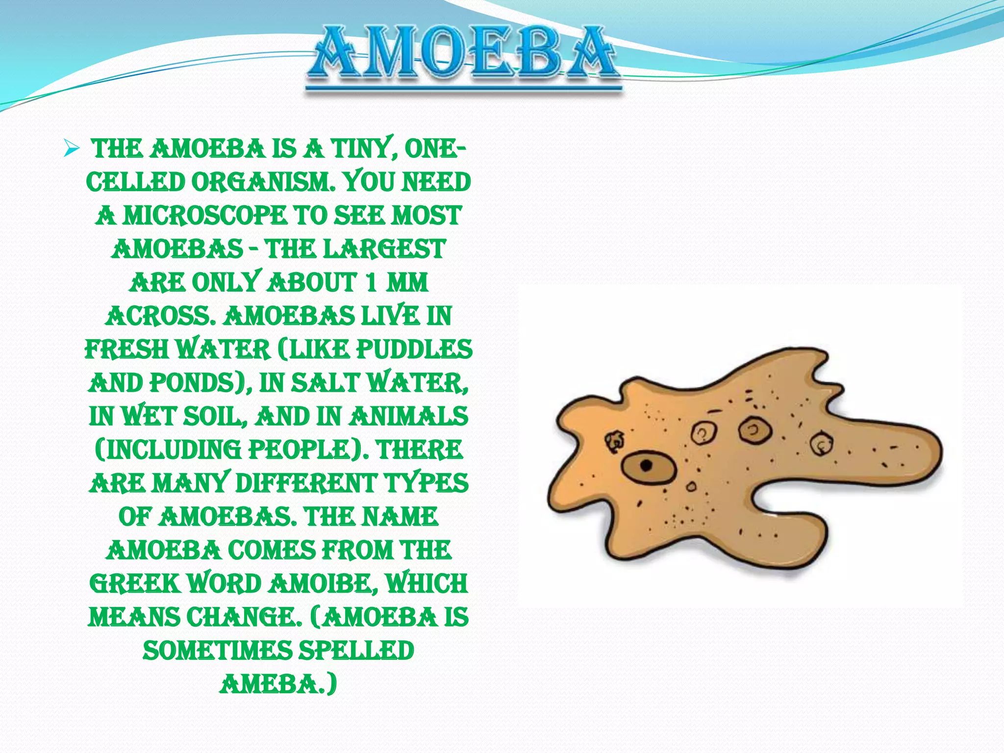  The amoeba is a tiny, one-
 celled organism. You need
  a microscope to see most
    amoebas - the largest
     are only about 1 mm
   across. Amoebas live in
 fresh water (like puddles
 and ponds), in salt water,
 in wet soil, and in animals
  (including people). There
 are many different types
    of amoebas. The name
   amoeba comes from the
 Greek word amoibe, which
 means change. (Amoeba is
      sometimes spelled
           ameba.)
 