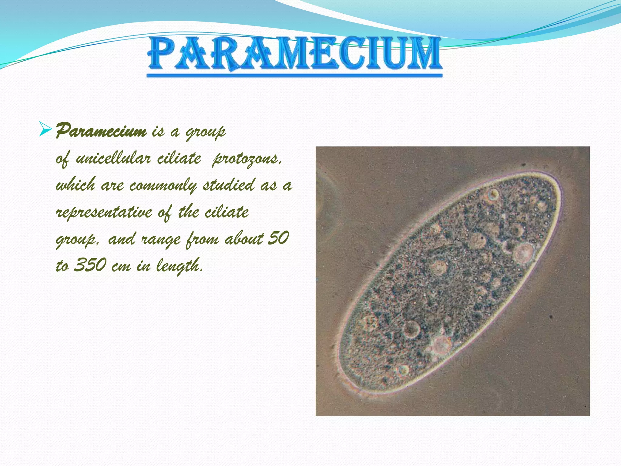  Paramecium is a group
  of unicellular ciliate protozons,
  which are commonly studied as a
  representative of the ciliate
  group, and range from about 50
  to 350 cm in length.
 