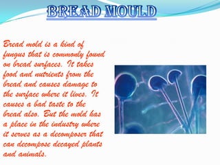 Bread mold is a kind of
fungus that is commonly found
on bread surfaces. It takes
food and nutrients from the
bread and causes damage to
the surface where it lives. It
causes a bad taste to the
bread also. But the mold has
a place in the industry where
it serves as a decomposer that
can decompose decayed plants
and animals.
 