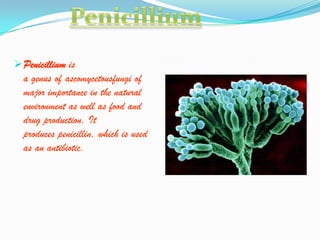  Penicillium is
  a genus of ascomycetousfungi of
  major importance in the natural
  environment as well as food and
  drug production. It
  produces penicillin, which is used
  as an antibiotic.
 