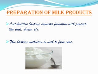 Preparation of milk products
Lactobacillus bacteria promotes formation milk products
  like curd, cheese, etc.

This bacteria multiplies in milk to form curd.
 