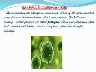 Harmful microorganisms
  Microorganisms are harmful in many ways. Some of the microorganisms
cause diseases in human beings, plants and animals. Such disease-
causing microorganisms are called pathogens. Some microorganisms spoil
food, clothing and leather. Let us study more about their harmful
activities.
 