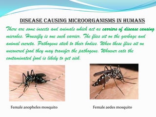 Disease causing microorganisms in humans
There are some insects and animals which act as carriers of disease causing
microbes. Housefly is one such carrier. The flies sit on the garbage and
animal excreta. Pathogens stick to their bodies. When these flies sit on
uncovered food they may transfer the pathogens. Whoever eats the
contaminated food is likely to get sick.




  Female anopheles mosquito                 Female aedes mosquito
 