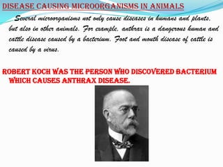 Disease causing microorganisms in animals
   Several microorganisms not only cause diseases in humans and plants,
 but also in other animals. For example, anthrax is a dangerous human and
 cattle disease caused by a bacterium. Foot and mouth disease of cattle is
 caused by a virus.

Robert Koch was the person who discovered bacterium
 which causes anthrax disease.
 