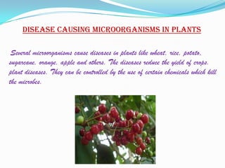 Disease causing microorganisms in plants

 Several microorganisms cause diseases in plants like wheat, rice, potato,
sugarcane, orange, apple and others. The diseases reduce the yield of crops.
plant diseases. They can be controlled by the use of certain chemicals which kill
the microbes.
 