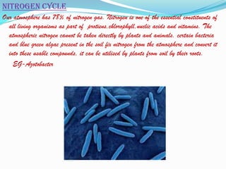 Nitrogen cycle
Our atmosphere has 78% of nitrogen gas. Nitrogen is one of the essential constituents of
  all living organisms as part of protiens,chlorophyll,nuclic acids and vitamins. The
  atmospheric nitrogen cannot be taken directly by plants and animals. certain bacteria
  and blue green algae present in the soil fix nitrogen from the atmosphere and convert it
  into these usable compounds, it can be utilised by plants from soil by their roots.
    EG-Azotobacter
 