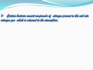  Certain bacteria convert compounds of nitrogen present in the soil into
nitrogen gas which is released to the atmosphere.
 