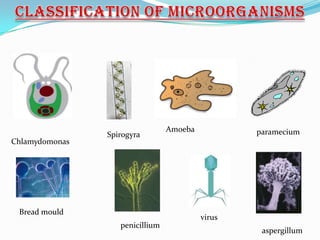 Amoeba           paramecium
                Spirogyra
Chlamydomonas




 Bread mould
                                          virus
                   penicillium
                                                   aspergillum
 