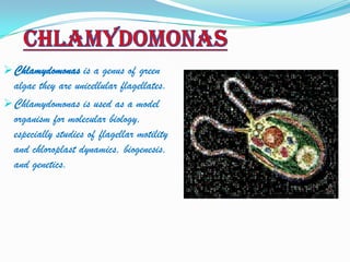 Chlamydomonas is a genus of green
  algae they are unicellular flagellates.
 Chlamydomonas is used as a model
  organism for molecular biology,
  especially studies of flagellar motility
  and chloroplast dynamics, biogenesis,
  and genetics.
 