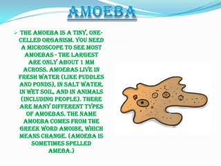  The amoeba is a tiny, one-
 celled organism. You need
  a microscope to see most
    amoebas - the largest
     are only about 1 mm
   across. Amoebas live in
 fresh water (like puddles
 and ponds), in salt water,
 in wet soil, and in animals
  (including people). There
 are many different types
    of amoebas. The name
   amoeba comes from the
 Greek word amoibe, which
 means change. (Amoeba is
      sometimes spelled
           ameba.)
 