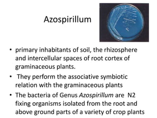 Azospirillum
• primary inhabitants of soil, the rhizosphere
and intercellular spaces of root cortex of
graminaceous plants.
• They perform the associative symbiotic
relation with the graminaceous plants
• The bacteria of Genus Azospirillum are N2
fixing organisms isolated from the root and
above ground parts of a variety of crop plants
 