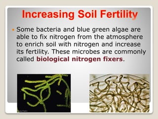  Some bacteria and blue green algae are
able to fix nitrogen from the atmosphere
to enrich soil with nitrogen and increase
its fertility. These microbes are commonly
called biological nitrogen fixers.
 