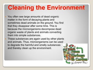  You often see large amounts of dead organic
matter in the form of decaying plants and
sometimes dead animals on the ground. You find
that they disappear after some time. This is
because the microorganisms decompose dead
organic waste of plants and animals converting
them into simple substances.
 These substances are again used by other plants
and animals. Thus, microorganisms can be used
to degrade the harmful and smelly substances
and thereby clean up the environment.
 