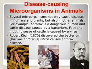  Several microorganisms not only cause diseases
in humans and plants, but also in other animals.
For example, anthrax is a dangerous human and
cattle disease caused by a bacterium. Foot and
mouth disease of cattle is caused by a virus.
 Robert Köch (1876) discovered the bacterium
(Bacillus anthracis) which causes anthrax
disease.
 