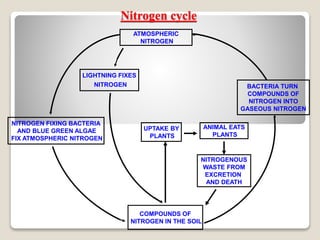 Nitrogen cycle
ATMOSPHERIC
NITROGEN
LIGHTNING FIXES
NITROGEN
NITROGEN FIXING BACTERIA
AND BLUE GREEN ALGAE
FIX ATMOSPHERIC NITROGEN
COMPOUNDS OF
NITROGEN IN THE SOIL
UPTAKE BY
PLANTS
ANIMAL EATS
PLANTS
NITROGENOUS
WASTE FROM
EXCRETION
AND DEATH
BACTERIA TURN
COMPOUNDS OF
NITROGEN INTO
GASEOUS NITROGEN
 