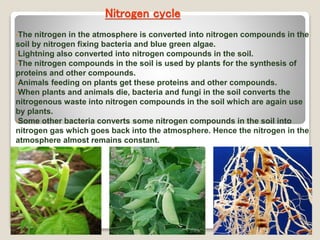 Nitrogen cycle
•The nitrogen in the atmosphere is converted into nitrogen compounds in the
soil by nitrogen fixing bacteria and blue green algae.
•Lightning also converted into nitrogen compounds in the soil.
•The nitrogen compounds in the soil is used by plants for the synthesis of
proteins and other compounds.
•Animals feeding on plants get these proteins and other compounds.
•When plants and animals die, bacteria and fungi in the soil converts the
nitrogenous waste into nitrogen compounds in the soil which are again use
by plants.
•Some other bacteria converts some nitrogen compounds in the soil into
nitrogen gas which goes back into the atmosphere. Hence the nitrogen in the
atmosphere almost remains constant.
 
