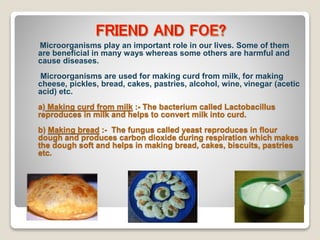 Microorganisms play an important role in our lives. Some of them
are beneficial in many ways whereas some others are harmful and
cause diseases.
Microorganisms are used for making curd from milk, for making
cheese, pickles, bread, cakes, pastries, alcohol, wine, vinegar (acetic
acid) etc.
a) Making curd from milk :- The bacterium called Lactobacillus
reproduces in milk and helps to convert milk into curd.
b) Making bread :- The fungus called yeast reproduces in flour
dough and produces carbon dioxide during respiration which makes
the dough soft and helps in making bread, cakes, biscuits, pastries
etc.
 