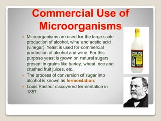  Microorganisms are used for the large scale
production of alcohol, wine and acetic acid
(vinegar). Yeast is used for commercial
production of alcohol and wine. For this
purpose yeast is grown on natural sugars
present in grains like barley, wheat, rice and
crushed fruit juices, etc.
 The process of conversion of sugar into
alcohol is known as fermentation.
 Louis Pasteur discovered fermentation in
1857.
 