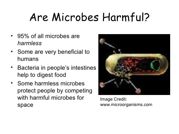 Microorganisms Food Safety Haccp