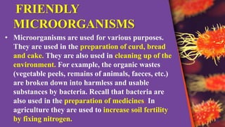 FRIENDLY
MICROORGANISMS
• Microorganisms are used for various purposes.
They are used in the preparation of curd, bread
and cake. They are also used in cleaning up of the
environment. For example, the organic wastes
(vegetable peels, remains of animals, faeces, etc.)
are broken down into harmless and usable
substances by bacteria. Recall that bacteria are
also used in the preparation of medicines. In
agriculture they are used to increase soil fertility
by fixing nitrogen.
 
