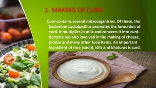 1. MAKING OF CURD
Curd contains several microorganisms. Of these, the
bacterium Lactobacillus promotes the formation of
curd. It multiplies in milk and converts it into curd.
Bacteria are also involved in the making of cheese,
pickles and many other food items. An important
ingredient of rava (sooji), idlis and bhaturas is curd.
 