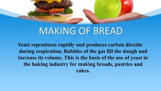 MAKING OF BREAD
Yeast reproduces rapidly and produces carbon dioxide
during respiration. Bubbles of the gas fill the dough and
increase its volume. This is the basis of the use of yeast in
the baking industry for making breads, pastries and
cakes.
 