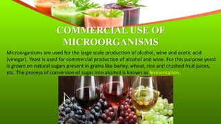 COMMERCIAL USE OF
MICROORGANISMS
Microorganisms are used for the large scale production of alcohol, wine and acetic acid
(vinegar). Yeast is used for commercial production of alcohol and wine. For this purpose yeast
is grown on natural sugars present in grains like barley, wheat, rice and crushed fruit juices,
etc. The process of conversion of sugar into alcohol is known as fermentation.
 