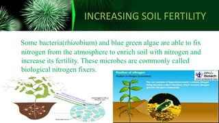 INCREASING SOIL FERTILITY
Some bacteria(rhizobium) and blue green algae are able to fix
nitrogen from the atmosphere to enrich soil with nitrogen and
increase its fertility. These microbes are commonly called
biological nitrogen fixers.
 