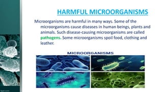 HARMFUL MICROORGANISMS
Microorganisms are harmful in many ways. Some of the
microorganisms cause diseases in human beings, plants and
animals. Such disease-causing microorganisms are called
pathogens. Some microorganisms spoil food, clothing and
leather.
 